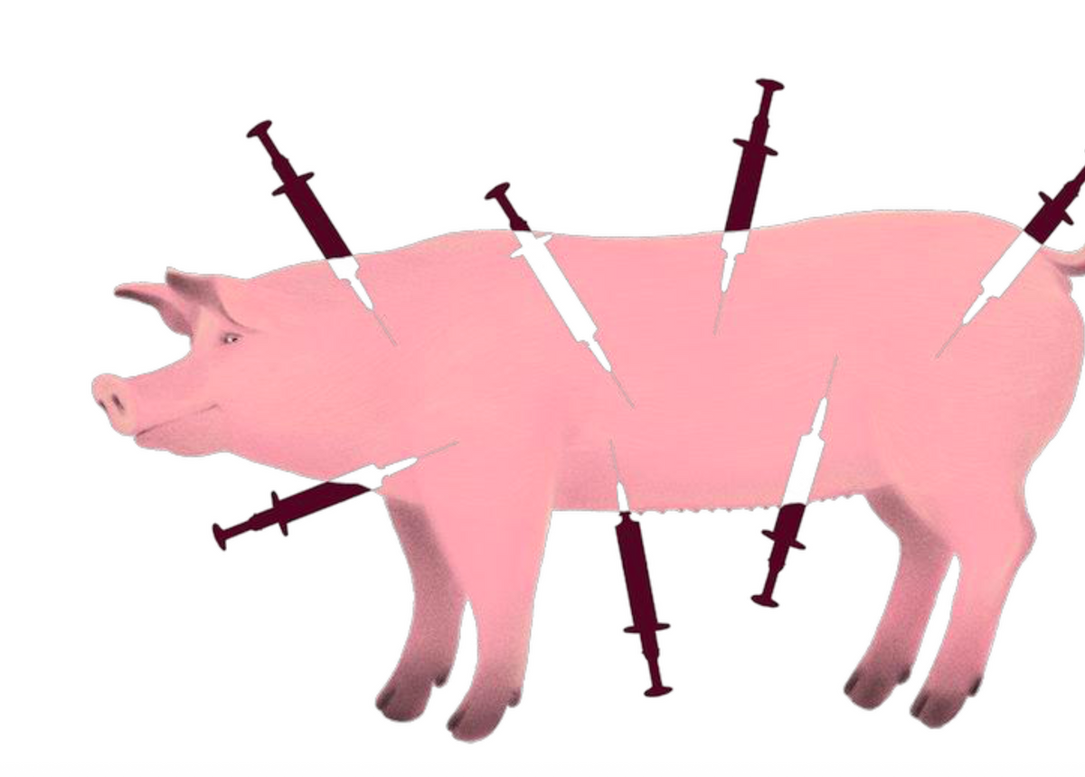 De danske svin lever på guldøl og lykkepiller
