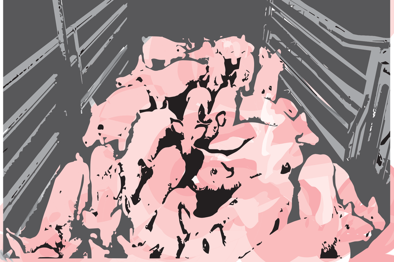 Dyrevelfærden skal forbedres